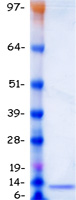 GUCA2B / Uroguanylin Protein - Purified recombinant protein GUCA2B was analyzed by SDS-PAGE gel and Coomassie Blue Staining