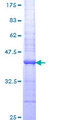 GUCY1A1 / GUCY1A3 Protein - 12.5% SDS-PAGE Stained with Coomassie Blue.