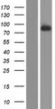 GUCY1A2 Protein - Western validation with an anti-DDK antibody * L: Control HEK293 lysate R: Over-expression lysate