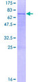 GXYLT1 Protein - 12.5% SDS-PAGE of human GLT8D3 stained with Coomassie Blue
