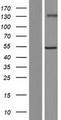 GXYLT2 Protein - Western validation with an anti-DDK antibody * L: Control HEK293 lysate R: Over-expression lysate