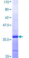 GYG1 / Glycogenin Protein - 12.5% SDS-PAGE Stained with Coomassie Blue.