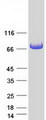 GYG2 Protein - Purified recombinant protein GYG2 was analyzed by SDS-PAGE gel and Coomassie Blue Staining