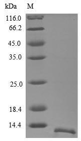 GYPA / CD235a / Glycophorin A Protein - (Tris-Glycine gel) Discontinuous SDS-PAGE (reduced) with 5% enrichment gel and 15% separation gel.