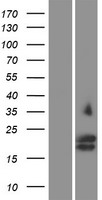 GYPC / Glycophorin C Protein - Western validation with an anti-DDK antibody * L: Control HEK293 lysate R: Over-expression lysate