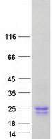 GYPC / Glycophorin C Protein - Purified recombinant protein GYPC was analyzed by SDS-PAGE gel and Coomassie Blue Staining