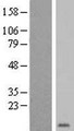 GYPE Protein - Western validation with an anti-DDK antibody * L: Control HEK293 lysate R: Over-expression lysate