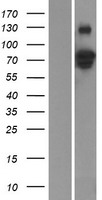 GZF1 Protein - Western validation with an anti-DDK antibody * L: Control HEK293 lysate R: Over-expression lysate