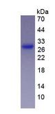 GZMA / Granzyme A Protein - Eukaryotic Granzyme A (GZMA) by SDS-PAGE