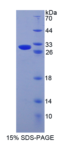 GZMB / Granzyme B Protein - Recombinant  Granzyme B By SDS-PAGE