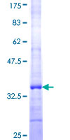 GZMH / Granzyme H Protein - 12.5% SDS-PAGE Stained with Coomassie Blue.