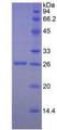 GZMM / Granzyme M Protein - Active Granzyme M (GZMM) by SDS-PAGE