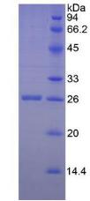 GZMM / Granzyme M Protein - Recombinant Granzyme M By SDS-PAGE