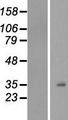 H1F0 Protein - Western validation with an anti-DDK antibody * L: Control HEK293 lysate R: Over-expression lysate