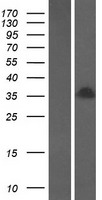 H1FOO Protein - Western validation with an anti-DDK antibody * L: Control HEK293 lysate R: Over-expression lysate