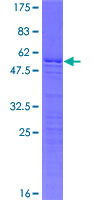 H1FOO Protein - 12.5% SDS-PAGE of human H1FOO stained with Coomassie Blue