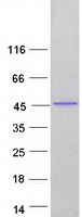 H1FOO Protein - Purified recombinant protein H1FOO was analyzed by SDS-PAGE gel and Coomassie Blue Staining