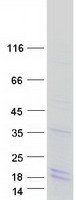 H2AFB1 Protein - Purified recombinant protein H2AFB1 was analyzed by SDS-PAGE gel and Coomassie Blue Staining