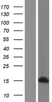 H2AFB2; H2AFB3 Protein - Western validation with an anti-DDK antibody * L: Control HEK293 lysate R: Over-expression lysate