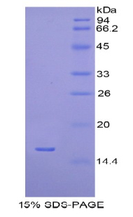 H2AFJ Protein - Recombinant H2A Histone Family, Member J By SDS-PAGE