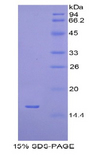 H2AFJ Protein - Recombinant H2A Histone Family, Member J By SDS-PAGE