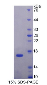 H2AFV Protein - Recombinant  H2A Histone Family, Member V By SDS-PAGE
