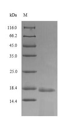 H2AFX / H2AX Protein - (Tris-Glycine gel) Discontinuous SDS-PAGE (reduced) with 5% enrichment gel and 15% separation gel.
