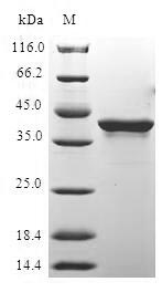 H2AFX / H2AX Protein - (Tris-Glycine gel) Discontinuous SDS-PAGE (reduced) with 5% enrichment gel and 15% separation gel.