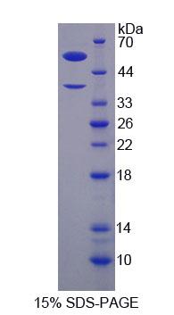 H2AFY / MACROH2A1 Protein - Recombinant H2A Histone Family, Member Y By SDS-PAGE