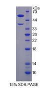 H2AFY / MACROH2A1 Protein - Recombinant H2A Histone Family, Member Y By SDS-PAGE