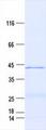 H2AFY / MACROH2A1 Protein