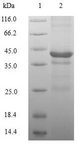 H2AFZ / H2A.z Protein - (Tris-Glycine gel) Discontinuous SDS-PAGE (reduced) with 5% enrichment gel and 15% separation gel.