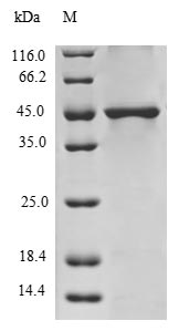 H3F3A Protein - (Tris-Glycine gel) Discontinuous SDS-PAGE (reduced) with 5% enrichment gel and 15% separation gel.