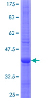 H6PD / G6PDH Protein - 12.5% SDS-PAGE Stained with Coomassie Blue.