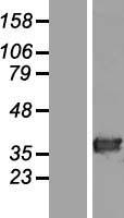 HAAO Protein - Western validation with an anti-DDK antibody * L: Control HEK293 lysate R: Over-expression lysate