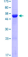 HAAO Protein - 12.5% SDS-PAGE of human HAAO stained with Coomassie Blue