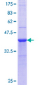 HAAO Protein - 12.5% SDS-PAGE Stained with Coomassie Blue