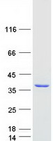 HAAO Protein - Purified recombinant protein HAAO was analyzed by SDS-PAGE gel and Coomassie Blue Staining