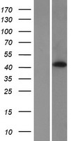 HABP4 Protein - Western validation with an anti-DDK antibody * L: Control HEK293 lysate R: Over-expression lysate