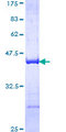 HACD3 / PTPLAD1 Protein - 12.5% SDS-PAGE Stained with Coomassie Blue.