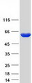 HACL1 Protein - Purified recombinant protein HACL1 was analyzed by SDS-PAGE gel and Coomassie Blue Staining