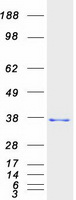 HADH Protein - Purified recombinant protein HADH was analyzed by SDS-PAGE gel and Coomassie Blue Staining