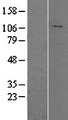 HADHA Protein - Western validation with an anti-DDK antibody * L: Control HEK293 lysate R: Over-expression lysate