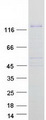 Hairless / HR Protein - Purified recombinant protein HR was analyzed by SDS-PAGE gel and Coomassie Blue Staining