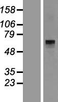 HAL / Histidine Ammonium Lyase Protein - Western validation with an anti-DDK antibody * L: Control HEK293 lysate R: Over-expression lysate