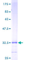 HAMP / Hepcidin Protein - 12.5% SDS-PAGE of human HAMP stained with Coomassie Blue