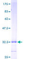 HAMP / Hepcidin Protein - 12.5% SDS-PAGE of human HAMP stained with Coomassie Blue