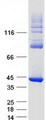HAO1 Protein - Purified recombinant protein HAO1 was analyzed by SDS-PAGE gel and Coomassie Blue Staining