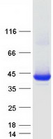 HAO2 Protein - Purified recombinant protein HAO2 was analyzed by SDS-PAGE gel and Coomassie Blue Staining