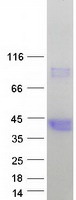 HAO2 Protein - Purified recombinant protein HAO2 was analyzed by SDS-PAGE gel and Coomassie Blue Staining